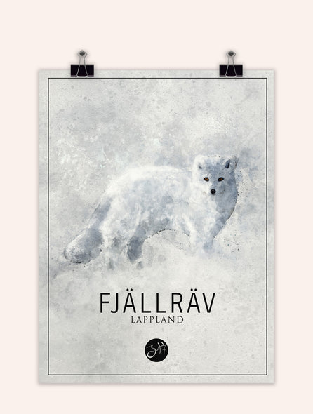 Fjällräv