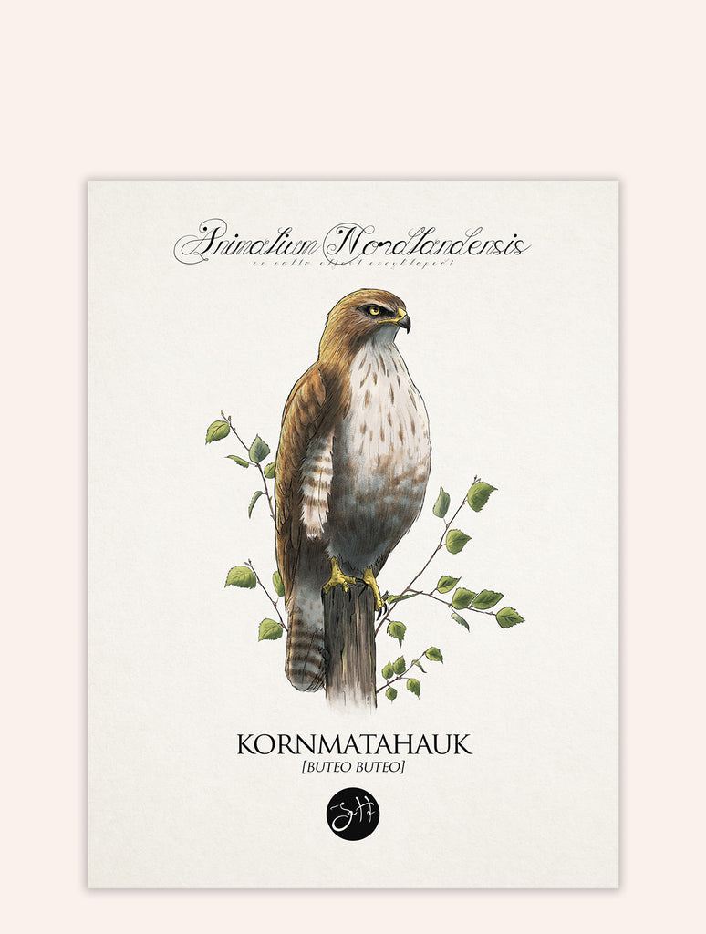 Kornmatahauk