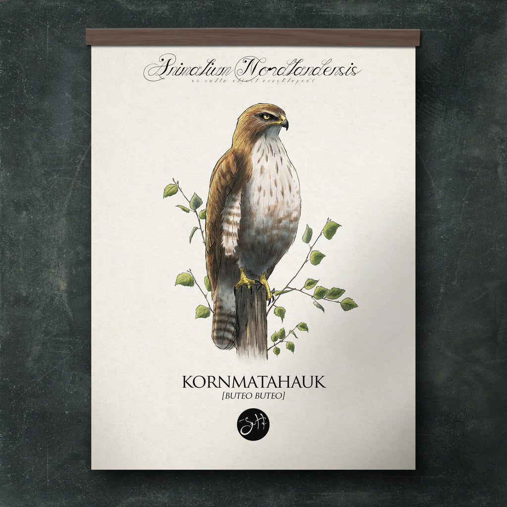 Kornmatahauk